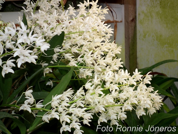 Dendrobium kingianum alba